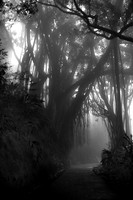 An eerie fog settles on Victoria Peak