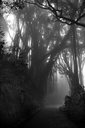 An eerie fog settles on Victoria Peak