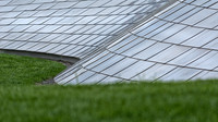 Snake in the grass