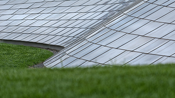 Snake in the grass