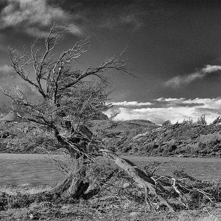 Windswept