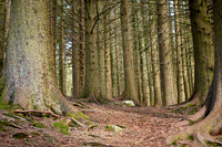 Trees in Floyen