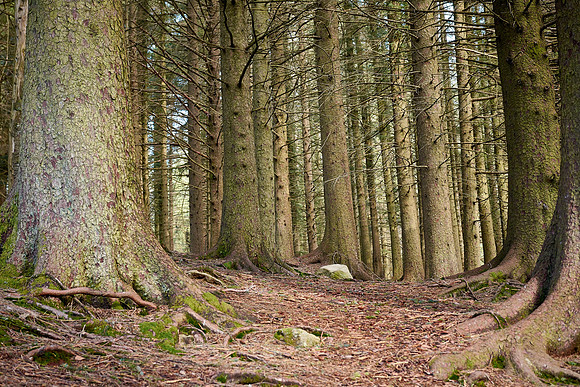 Trees in Floyen